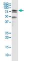 Heat shock-related 70 kDa protein 2 antibody, MA5-19151, Invitrogen Antibodies, Immunoprecipitation image 