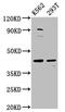 XK Related 8 antibody, CSB-PA875681LA01HU, Cusabio, Western Blot image 