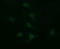 Galectin 3 antibody, LS-B9410, Lifespan Biosciences, Immunofluorescence image 