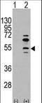 Myocyte Enhancer Factor 2C antibody, LS-B3630, Lifespan Biosciences, Western Blot image 