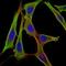 Fibrinogen Gamma Chain antibody, NBP2-37560, Novus Biologicals, Immunofluorescence image 