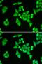 Adenylosuccinate Lyase antibody, LS-C334610, Lifespan Biosciences, Immunofluorescence image 