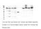 Exportin 1 antibody, GTX57736, GeneTex, Western Blot image 