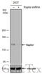 Regulatory-associated protein of mTOR antibody, GTX132989, GeneTex, Western Blot image 