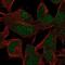 INO80 Complex Subunit B antibody, NBP2-68903, Novus Biologicals, Immunofluorescence image 