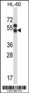 Apelin Receptor antibody, 57-494, ProSci, Western Blot image 