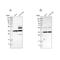 Annexin A13 antibody, NBP1-90157, Novus Biologicals, Western Blot image 