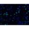 DNA Fragmentation Factor Subunit Alpha antibody, LS-B558, Lifespan Biosciences, Immunofluorescence image 