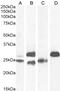 Regulatory Factor X5 antibody, 43-250, ProSci, Enzyme Linked Immunosorbent Assay image 