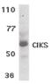 TRAF3 Interacting Protein 2 antibody, PA5-19988, Invitrogen Antibodies, Western Blot image 