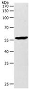 Q9H306 antibody, orb107556, Biorbyt, Western Blot image 