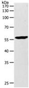 Matrix Metallopeptidase 27 antibody, orb107556, Biorbyt, Western Blot image 