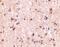 Immunity Related GTPase M antibody, PA5-20508, Invitrogen Antibodies, Immunohistochemistry frozen image 