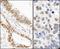 Tumor Protein P53 Binding Protein 1 antibody, NB100-1803, Novus Biologicals, Immunohistochemistry frozen image 