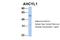 Adenosylhomocysteinase Like 1 antibody, 25-118, ProSci, Western Blot image 