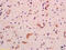 Grid2 Interacting Protein antibody, GTX51075, GeneTex, Immunohistochemistry paraffin image 