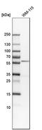 Angiopoietin 1 antibody, HPA018816, Atlas Antibodies, Western Blot image 