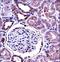 Bone Morphogenetic Protein 7 antibody, LS-C156837, Lifespan Biosciences, Immunohistochemistry frozen image 