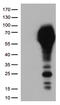 CD33 Molecule antibody, TA506319BM, Origene, Western Blot image 