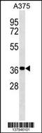 NSE1 Homolog, SMC5-SMC6 Complex Component antibody, 59-833, ProSci, Western Blot image 