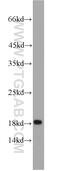 Interferon Induced Transmembrane Protein 1 antibody, 11727-3-AP, Proteintech Group, Western Blot image 