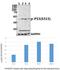 p53 antibody, A00001S315, Boster Biological Technology, Western Blot image 