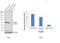 Tubulin Gamma 1 antibody, MA1-850, Invitrogen Antibodies, Western Blot image 