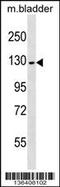 PR/SET Domain 10 antibody, 59-171, ProSci, Western Blot image 