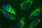 Dynamin 1 Like antibody, MA5-26249, Invitrogen Antibodies, Immunocytochemistry image 