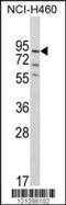 Pleckstrin Homology And RhoGEF Domain Containing G6 antibody, 62-539, ProSci, Western Blot image 
