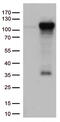 TFIIIC90 antibody, CF812629, Origene, Western Blot image 