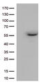 CD33 Molecule antibody, TA506334AM, Origene, Western Blot image 