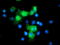 Spermine Synthase antibody, TA503102, Origene, Immunofluorescence image 