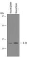 Interleukin 34 antibody, AF5195, R&D Systems, Western Blot image 