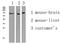 Aprataxin And PNKP Like Factor antibody, STJ99628, St John