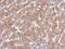 Acyl-CoA Thioesterase 12 antibody, NBP2-15247, Novus Biologicals, Immunohistochemistry frozen image 