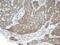 Fucosyltransferase 9 antibody, 19497-1-AP, Proteintech Group, Immunohistochemistry paraffin image 