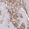 F11 Receptor antibody, NBP2-38934, Novus Biologicals, Immunohistochemistry paraffin image 