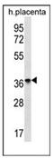 Olfactory Receptor Family 8 Subfamily D Member 4 antibody, AP53108PU-N, Origene, Western Blot image 