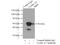 Cyclin A2 antibody, 18202-1-AP, Proteintech Group, Immunoprecipitation image 