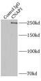 Non-SMC Condensin I Complex Subunit D2 antibody, FNab01792, FineTest, Immunoprecipitation image 