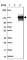 OXR1 antibody, HPA027395, Atlas Antibodies, Western Blot image 