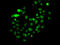 PMS1 Homolog 2, Mismatch Repair System Component antibody, 15-145, ProSci, Immunofluorescence image 