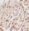 Integrator Complex Subunit 8 antibody, FNab04365, FineTest, Immunohistochemistry paraffin image 