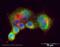 Syndecan Binding Protein antibody, ab19903, Abcam, Immunofluorescence image 