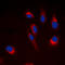 Cytochrome P450 Family 21 Subfamily A Member 2 antibody, LS-C355985, Lifespan Biosciences, Immunofluorescence image 