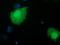 RB Binding Protein 9, Serine Hydrolase antibody, LS-C115605, Lifespan Biosciences, Immunofluorescence image 