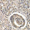 Arrestin Beta 2 antibody, A1171, ABclonal Technology, Immunohistochemistry paraffin image 