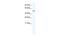 Ligand Dependent Nuclear Receptor Corepressor Like antibody, PA5-68896, Invitrogen Antibodies, Western Blot image 