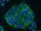 Hydroxyacyl-CoA Dehydrogenase Trifunctional Multienzyme Complex Subunit Alpha antibody, 60250-1-Ig, Proteintech Group, Immunofluorescence image 